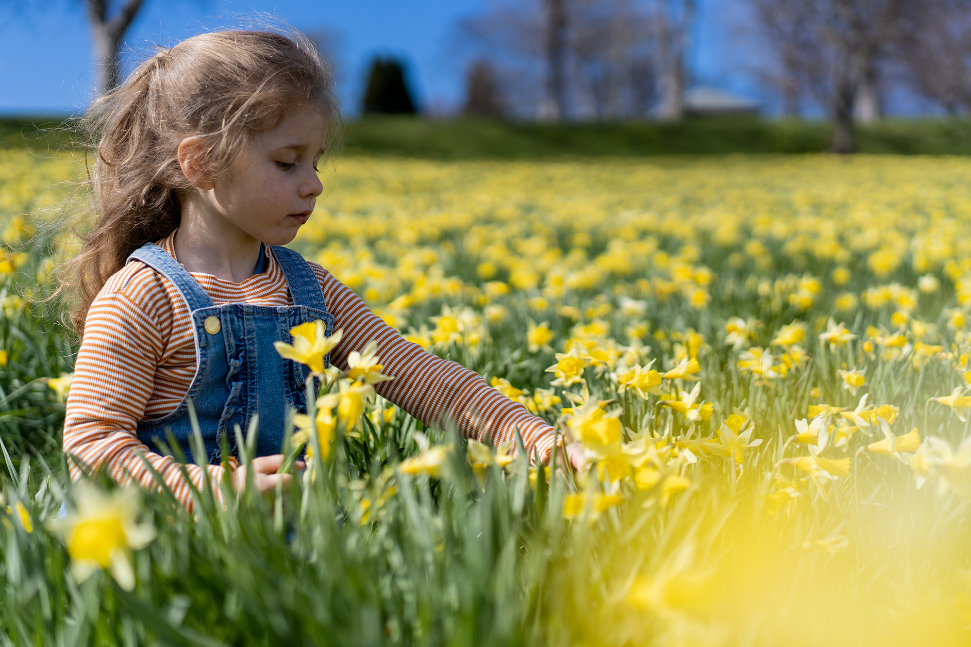 Påskeliljemarka på Gossen, Aukra